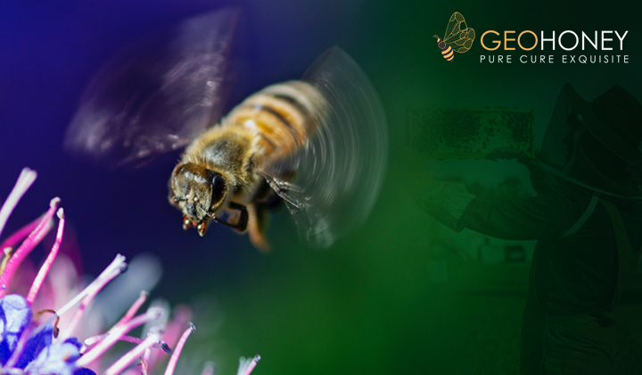 Exceptional IQ Level of Bees Causing a Buzz among Scientists